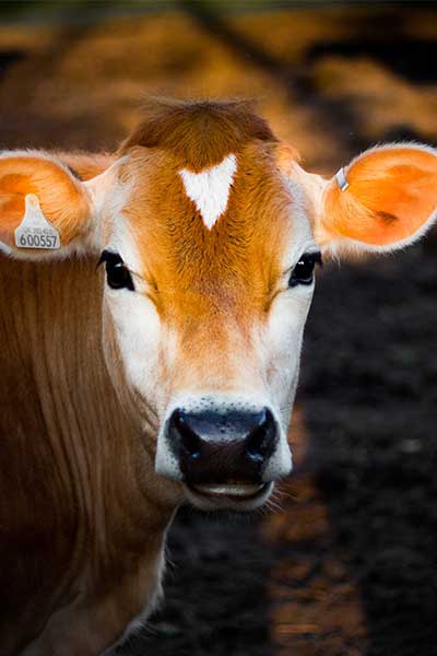 Premium Cattle & Poultry Feed